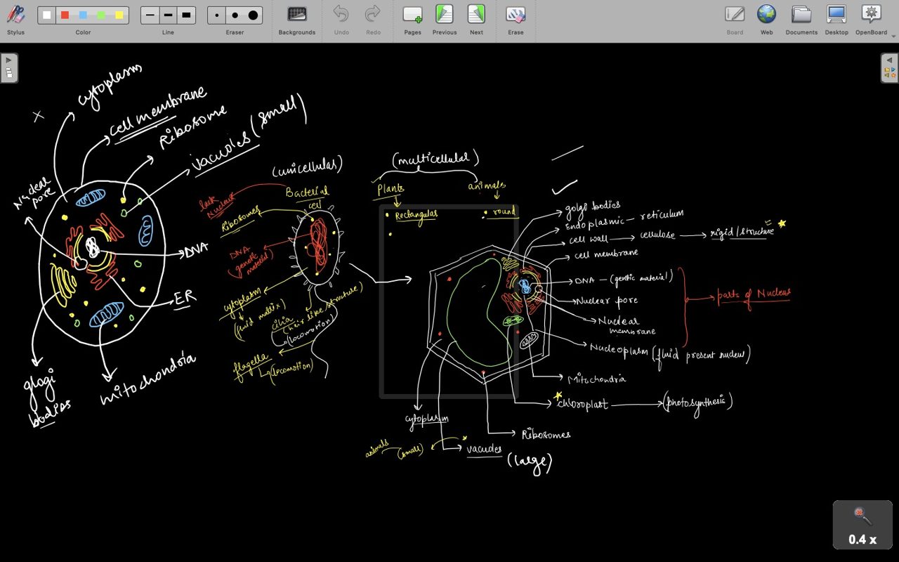 Tutor's annotated diagram of animal and plant cells on a digital whiteboard